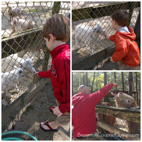 waccattee zoo - collage