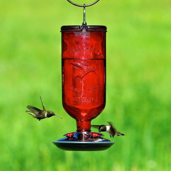 Perky-Pet Antique Glass Bottle Hummingbird Feeder-16-Ounce Capacity, Red