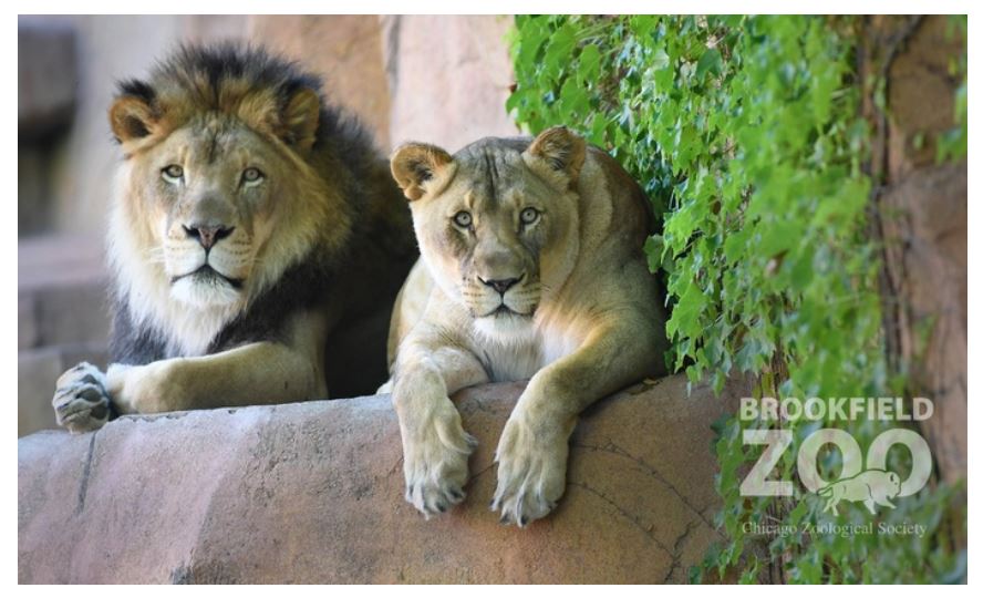 Brookfield Zoo Admission Tickets as low as 11.50! a Coupon Queen