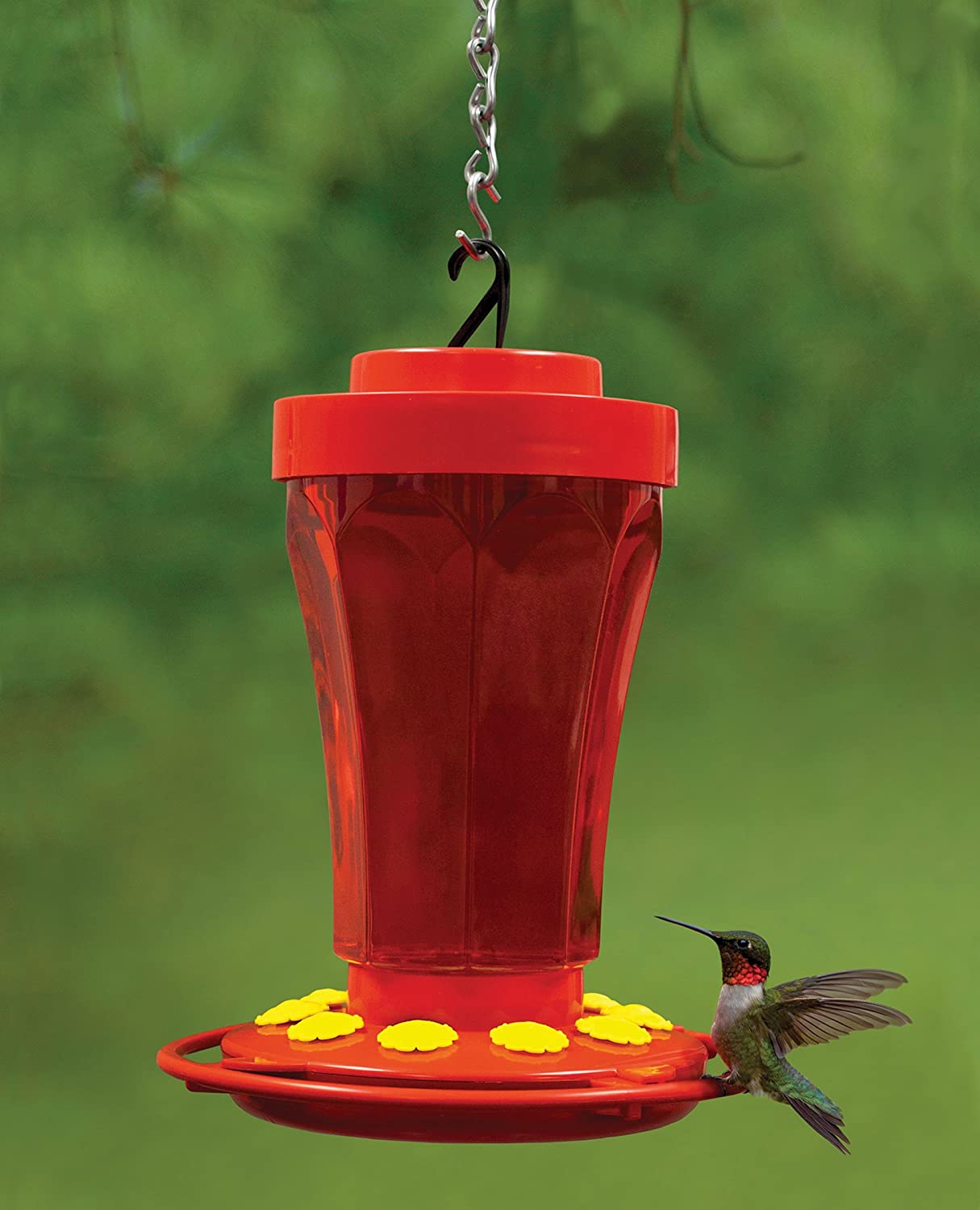 best hummingbird feeder forums