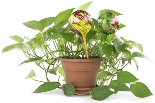 Plant Self-Watering Globes