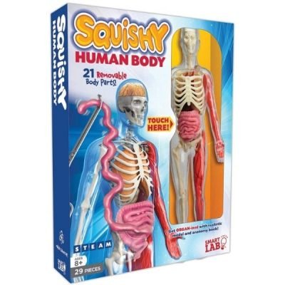 Educational Human Anatomy Set on Sale